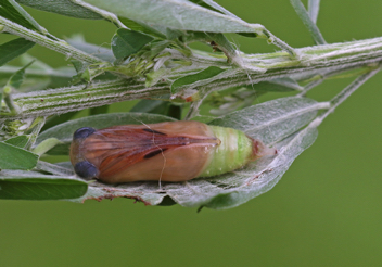 Zarucco Duskywing chrysalis